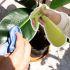 Abrillantador para plantas