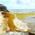 En la zona norte del estado 33 de las 100 playas supervisadas presentan presencia excesiva de sargazo.