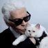 Choupette, la famosa gata de Karl Lagerfeld, continúa sin recibir la fortuna que el diseñador prometió dejarle.