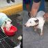 En la CDMX el maltrato animal se castiga con penas de seis meses a cuatro años de prisión