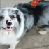 El perro influencer Chutou fue robado y sacrificado en China; el caso reavivó el debate sobre el consumo de carne de perro y la protección animal.
