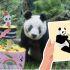 Xin Xin cumple 36 años: conoce cómo enviar tu carta al panda gigante de Chapultepec