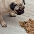¿Por qué mi perro vomita la comida sin digerir?