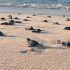 La temporada de llegada masiva de tortugas marinas en el Santuario Morro Ayuta, en la región del Istmo de Tehuantepec, rompió récord este año al superar los datos estadísticos.