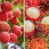 Diferencias entre litchi y rambután
