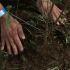 CIUDAD DE MÉXICO, 10JULIO2025.- Un voluntario coloca tierra en un árbol plantado  durante el inicio del programa de reforestación "Huizachtépetl: raíces para el futuro”, con 2 mil árboles y plantas de especies nativas que se pondrán como parte de esta jornada en el Cerro de la Estrella. FOTO: GRACIELA LÓPEZ/CUARTOSCURO.COM