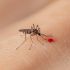El medicamento común que puede complicar un cuadro de dengue