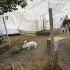 La Procuraduría Ambiental y del Ordenamiento Territorial (PAOT) aseguró a los 23 animales del laboratorio y los reubicó en el Santuario Slady.