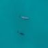 Científicos y jóvenes de San Felipe rastrean con el ADN ambiental a la vaquita marina.