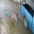 Se hizo un llamado a los habitantes de no acercarse, perseguir ni intentar capturar al animal.