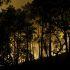 Las llamas se alzan en el bosque de Fontainebleau tras declararse un incendio forestal a última hora de la tarde del 12 de julio de 2026. El fuego que arrasa el bosque de Fontainebleau, al sur de la región parisina, es de "magnitud excepcional", según declaró el subprefecto de la zona.