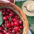 Cómo conservar cerezas frescas