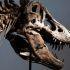 El T-Rex 'Gus' fue vendido en subasta