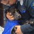 La Policía Auxiliar de CDMX adoptó a “Patotas”, perrita rescatada tras ser atropellada y amputada, que ahora vive en el Sector 73 Excalibur.