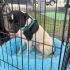 La Brigada de Vigilancia Animal recibió cinco bultos de alimento donados por la ciudadanía y por "Patotas", una perrita de tres patas rescatada por la Policía Auxiliar