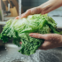 La FDA vinculó lechuga mexicana con un brote de ciclosporiasis en Estados Unidos; Taco Bell retiró el producto tras miles de contagios.