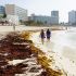 Pareja caminando por una playa con sargazo en la orilla y grandes hoteles de Cancún al fondo.