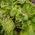 La FDA continúa el rastreo del brote de Cyclospora ligado a lechuga servida en Taco Bell, mientras un reportaje de The Wall Street Journal vincula a Taylor Farms con la cadena de suministro.