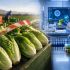 Lechugas mexicanas sometidas a pruebas de laboratorio después de que la FDA descartó que fueran el origen del brote de Cyclospora.