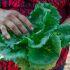 Una trabajadora agrícola sostiene una lechuga de hoja fresca durante labores de cosecha, en una imagen ilustrativa sobre las investigaciones por Cyclospora y seguridad alimentaria.