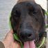 Un perro con una aparente lesión en la cola fue rescatado por autoridades estatales luego de que presuntamente la herida fue provocada con un machete en calles de Apodaca, en Nuevo León.