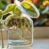 Plantas que enraízan en agua fáciles de cuidar