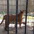 Tras el anuncio de cierre del Parque Morelos en Tijuana, la AZCARM exigió que la reubicación de animales se realice con aval médico y científico.