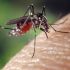 Repelente para el dengue: protección efectiva y uso correcto