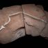 El excelente estado del cráneo permitió reconstruir parte de la anatomía cerebral del reptil.