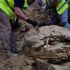 Especialistas realizan las labores de excavación y documentación del caparazón de una Titanochelon bolivari hallado en las obras del Cifse de Madrid. Foto: AYUNTAMIENTO DE MADRID.