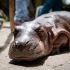 La cría fue encontrada sin su madre por pescadores en Antioquia.