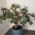 Riesgos de tener un árbol de jade en casa si tienes niños