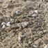 SANTA MARÃA TONAMECA, OAXACA, 13AGOSTO2026.- Miles de tortugas golfinas arriban aÃ±o con aÃ±o a desovar en el Santuario Playa Escobilla, perteneciente a la ComisiÃ³n Nacional de Ãreas Naturales Protegidas (CONANP) y considerada punto nÃºmero uno a nivel mundial de anidaciÃ³n de la especie. La temporada de desove que iniciÃ³ en mayo de 2026 y culmina entre febrero o marzo del 2027, empieza su cuarta arribada, registrando hasta este mes mÃ¡s de ciento 13 mil tortugas que han depositado mÃ¡s de un millÃ³n de huevos. La especie aun cuando ha incrementado su poblaciÃ³n, no ha dejado de considerarse en peligro, pues depredadores naturales y aÃºn mÃ¡s los seres humanos, siguen amenazando la existencia del quelonio, por lo que la SecretarÃ­a de Marina y la ProcuradurÃ­a Federal de ProtecciÃ³n al Ambiente mantienen vigilancia permanente. FOTO: CAROLINA JIMÃNEZ MARISCAL/CUARTOSCURO.COM