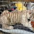 Las autoridades exhortaron a denunciar la posesión ilegal, el comercio o cualquier acto de maltrato hacia animales exóticos