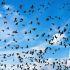 Gran cantidad de aves marinas vuela en distintas direcciones bajo un cielo azul con nubes blancas, formando varias bandadas.