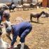La Secretaría de Agricultura de Hidalgo informó que el 92% de los casos de gusano barrenador en ganado ya están bajo control, sin muertes registradas.
