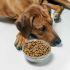 ¿Qué hacer si mi perro no quiere comer?