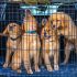 El consumo de carne de perro ha disminuido en Corea del Sur conforme han cambiado las costumbres y aumentado la tenencia de mascotas.