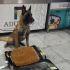 Max IV, el perrito policía del AICM