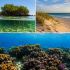 Collage de ecosistemas costeros con un manglar, una duna de playa y un arrecife de coral bajo el agua.