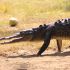 La Ventanilla, en Santa María Tonameca, Oaxaca, es un proyecto exitoso de conservación que, tras años de matanza de la tortuga marina, explotación de la piel de cocodrilo y depredación de sus recursos, pasó a salvaguardar a más de 300 reptiles.