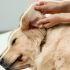 ¿Cómo saber si un perro tiene infección de oído?