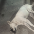 Colectivos y autoridades de Ixtapaluca investigan la muerte de perros por alimento envenenado en el fraccionamiento San Buenaventura.
