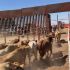 El USDA ha identificado 46 casos de gusano barrenador en territorio estadounidense, con la gran mayoría de contagios en Texas y detecciones aisladas en Nuevo México.
