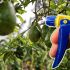¿Cómo eliminar la plaga de las hojas del árbol de aguacate?