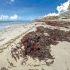 Playa de Cancún, Quintana Roo, afectada por sargazo.