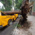 Árbol derribado sobre una camioneta amarilla de transporte escolar estacionada en una calle de Azcapotzalco, Ciudad de México.