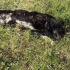 Activistas denunciaron la muerte de 13 perros por envenenamiento con fosfuro de zinc cerca del vertedero municipal de Atlautla, Estado de México.