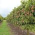 Del limón al coco y mango: anuncian inversión de más de 600 millones de pesos en Yucatán