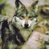 En total hay 655 individuos de Lobo Mexicano, tanto en vida silvestre como bajo cuidado profesional en México y Estados Unidos.